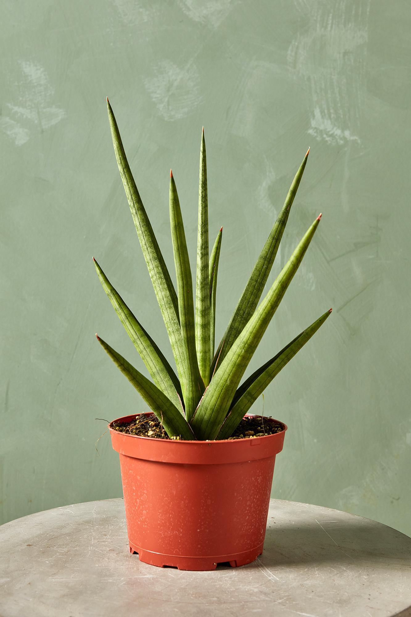 Snake Plant 'BOB'