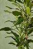 Dracaena Janet Lind