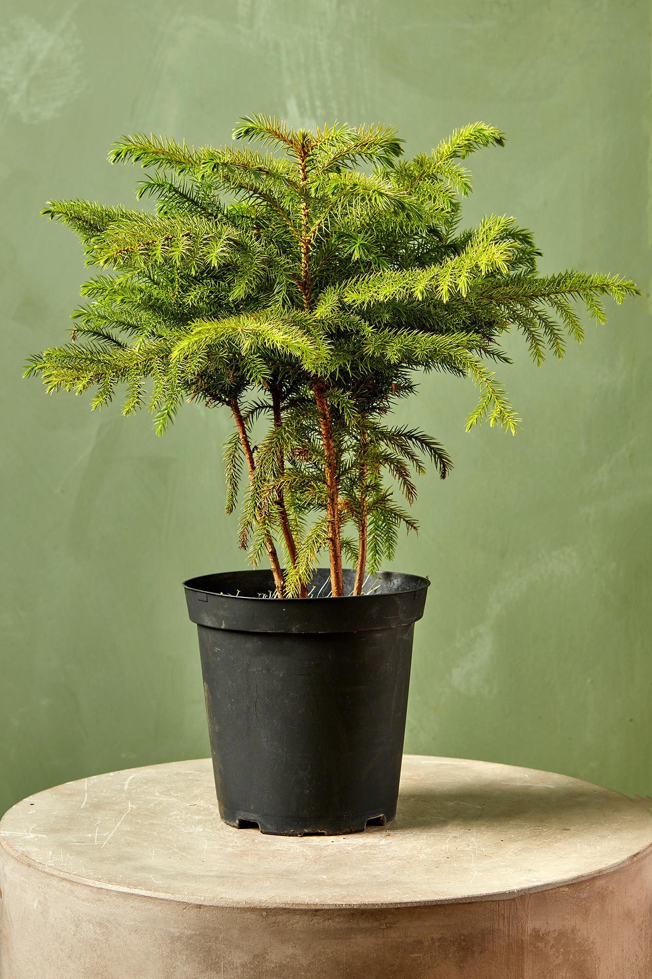 Norfolk Island Pine