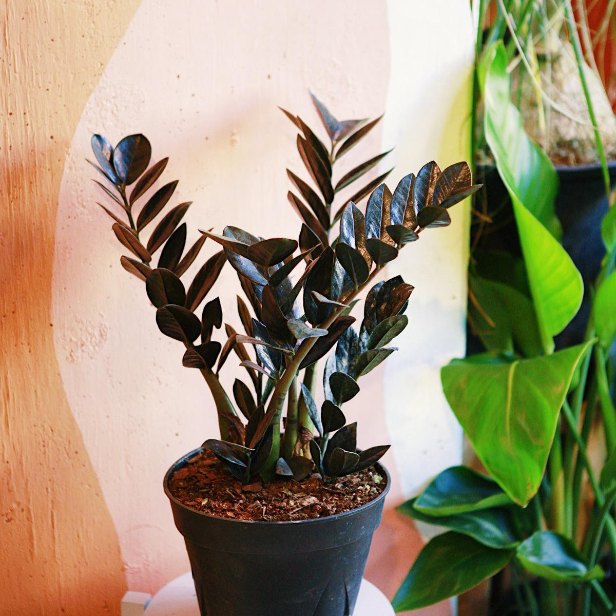 best soil for raven zz plant Raven' ZZ Plant
