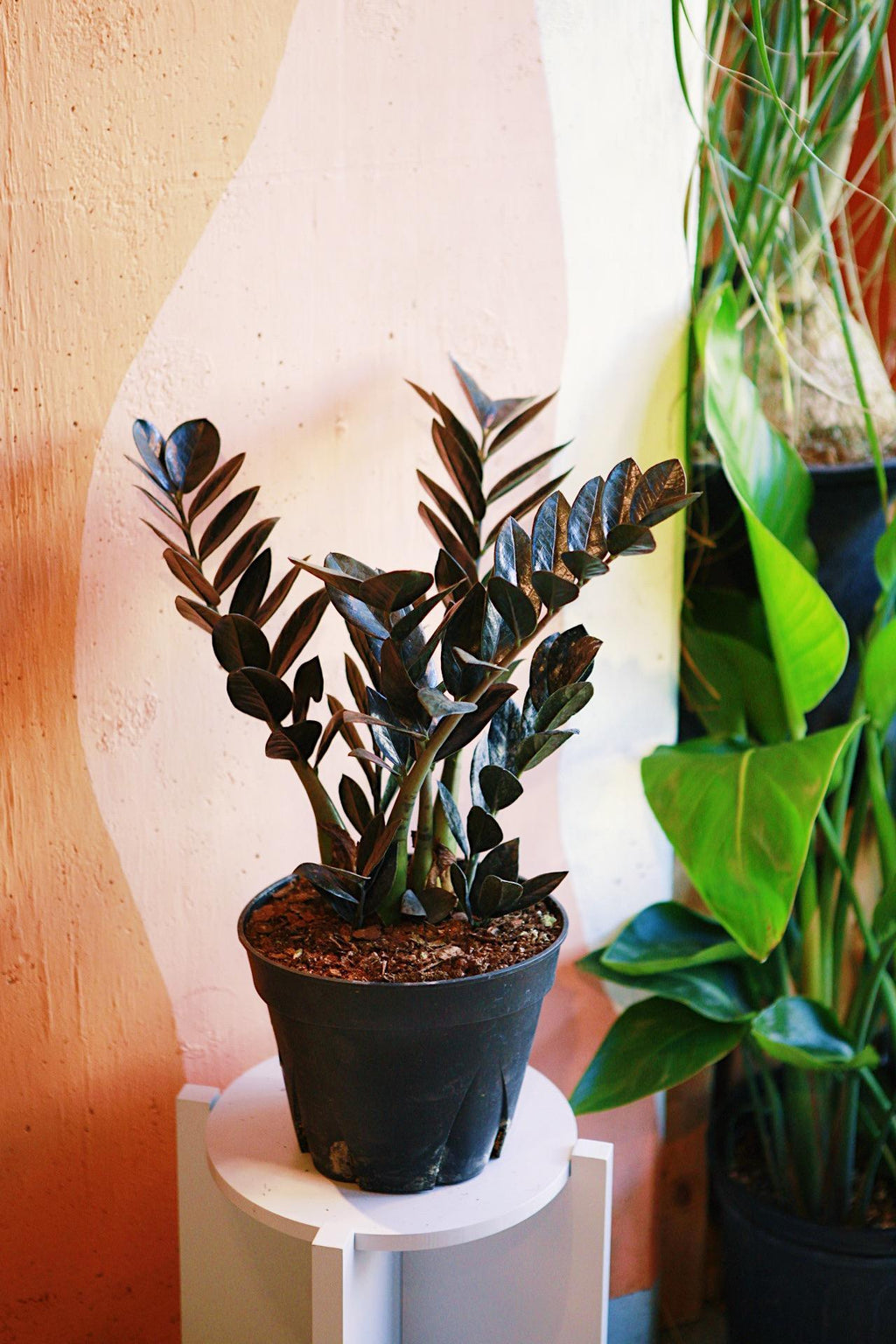 big zz raven plant Raven' ZZ Plant