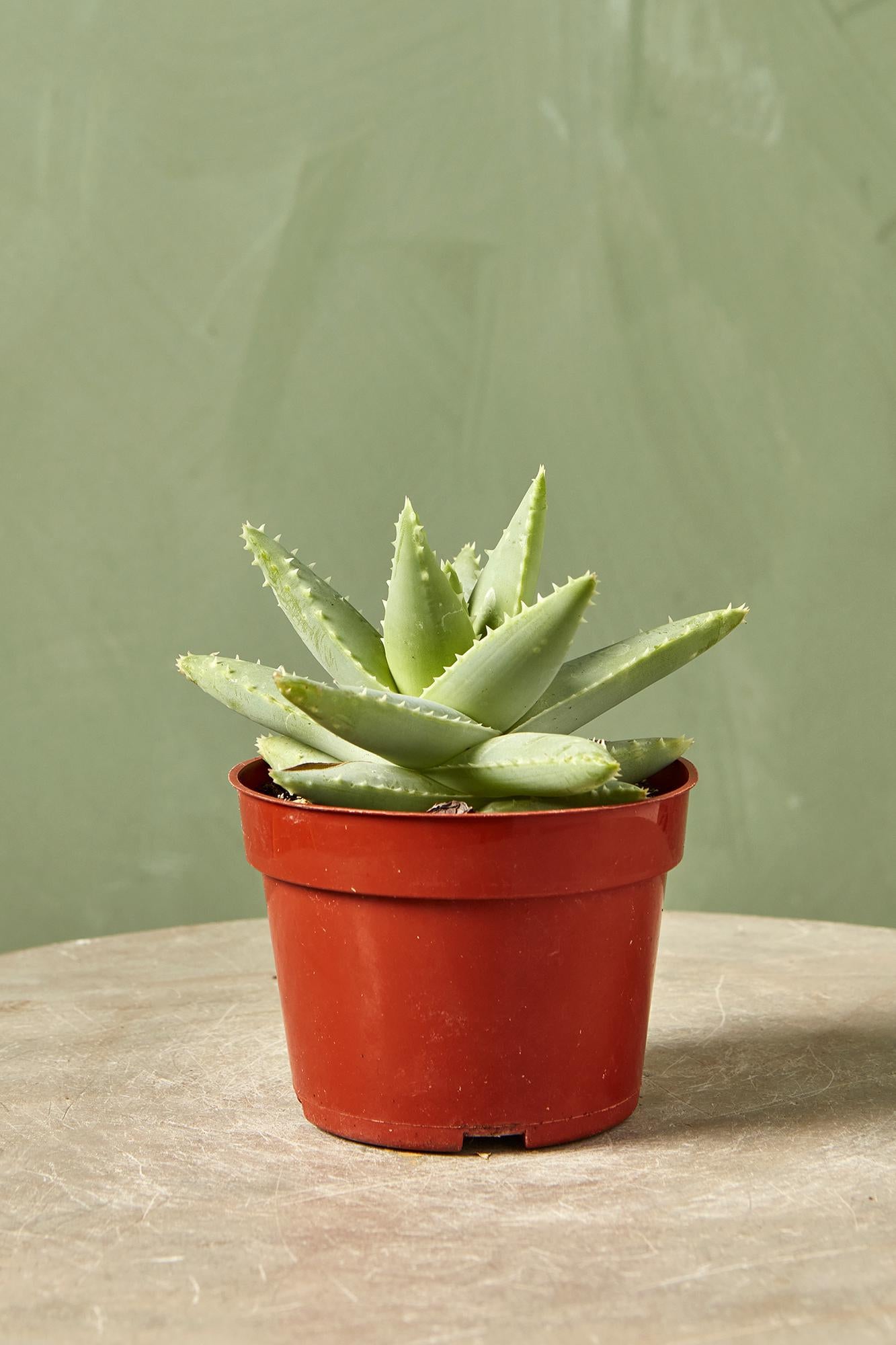 Short-leaved Aloe