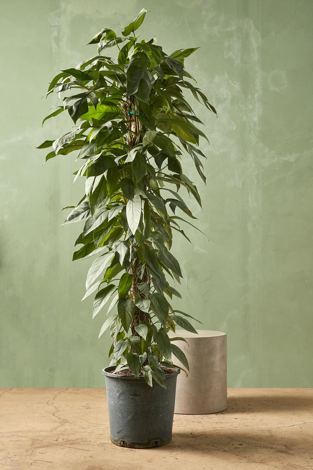 blue iced philodendron Cebu Blue Pothos