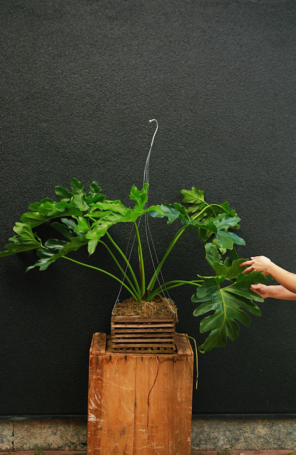philodendron revolution care Philodendron 'Revolutions'