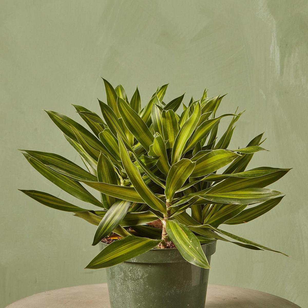 dracaena pleomele song of jamaica Dracaena Reflexa 'Song of Jamaica'