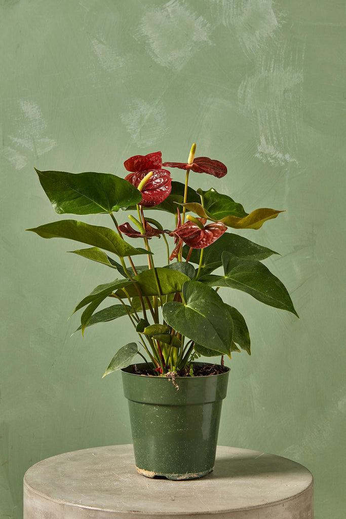 Anthurium 'Sempre Brown'
