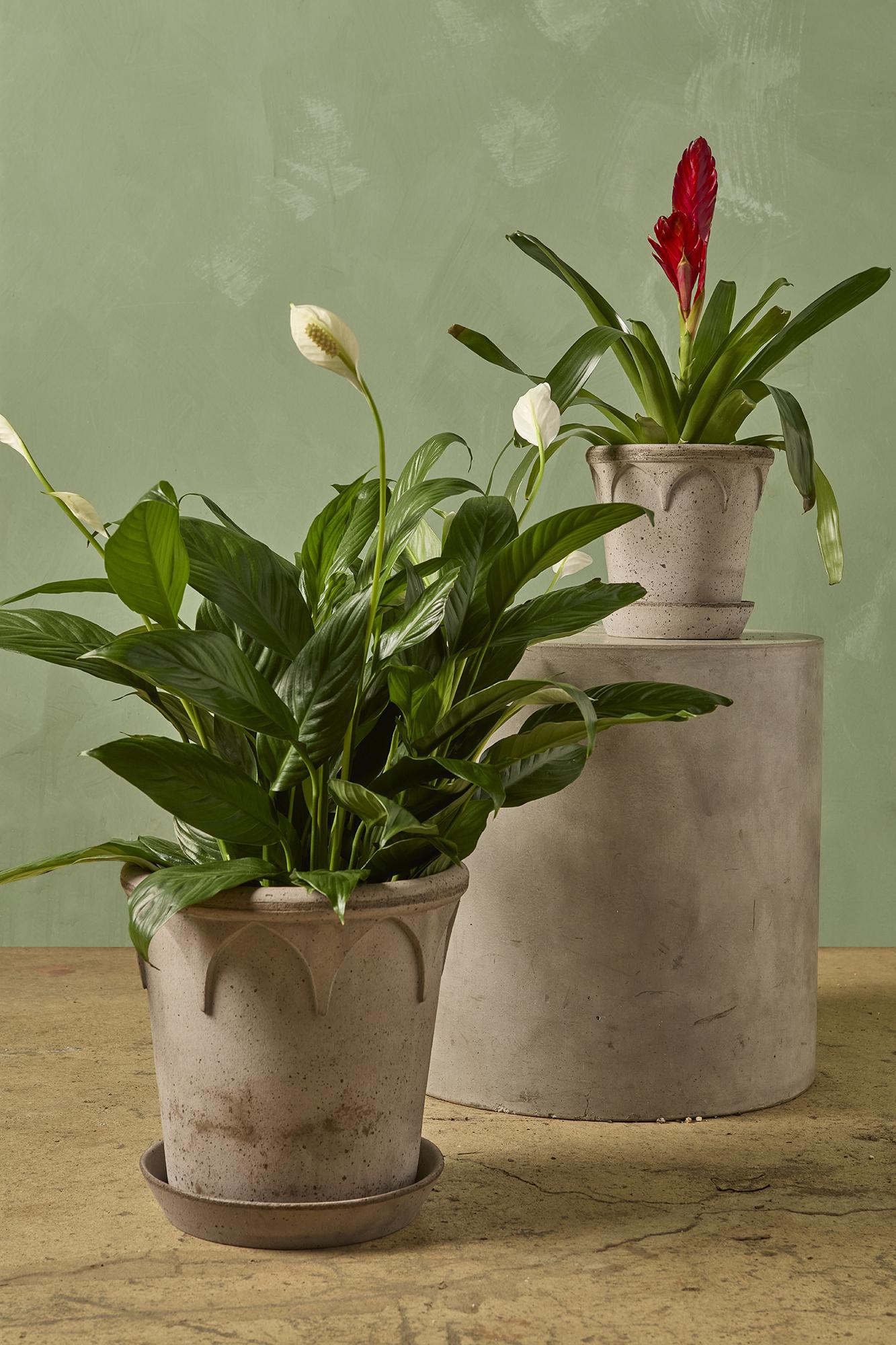 Elizabeth Pot