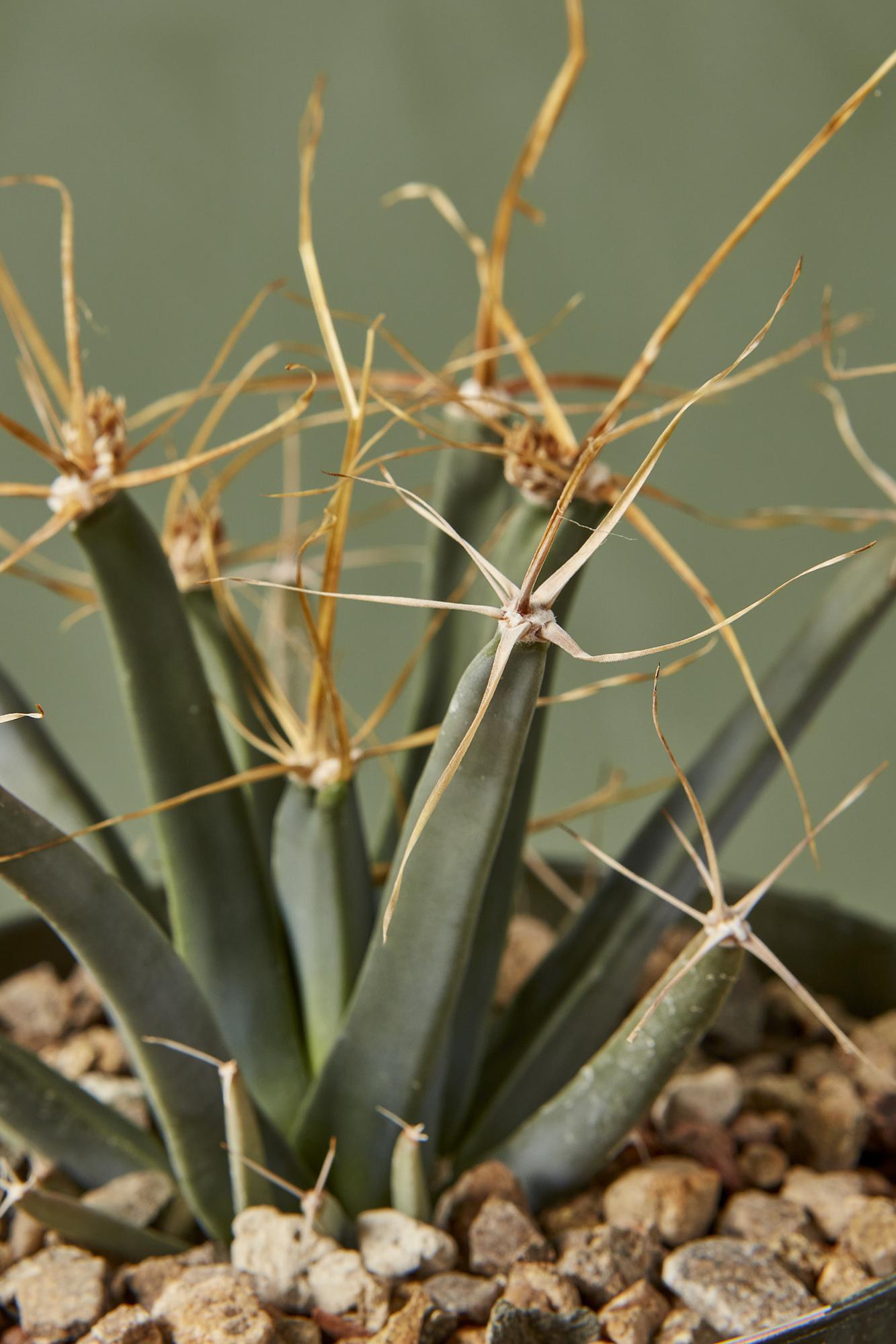 Prism Cactus