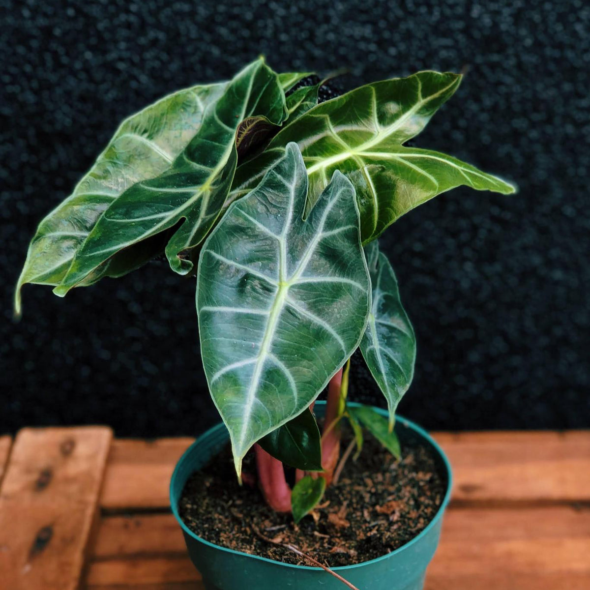 moroccan indoor plants Alocasia 'Morocco'
