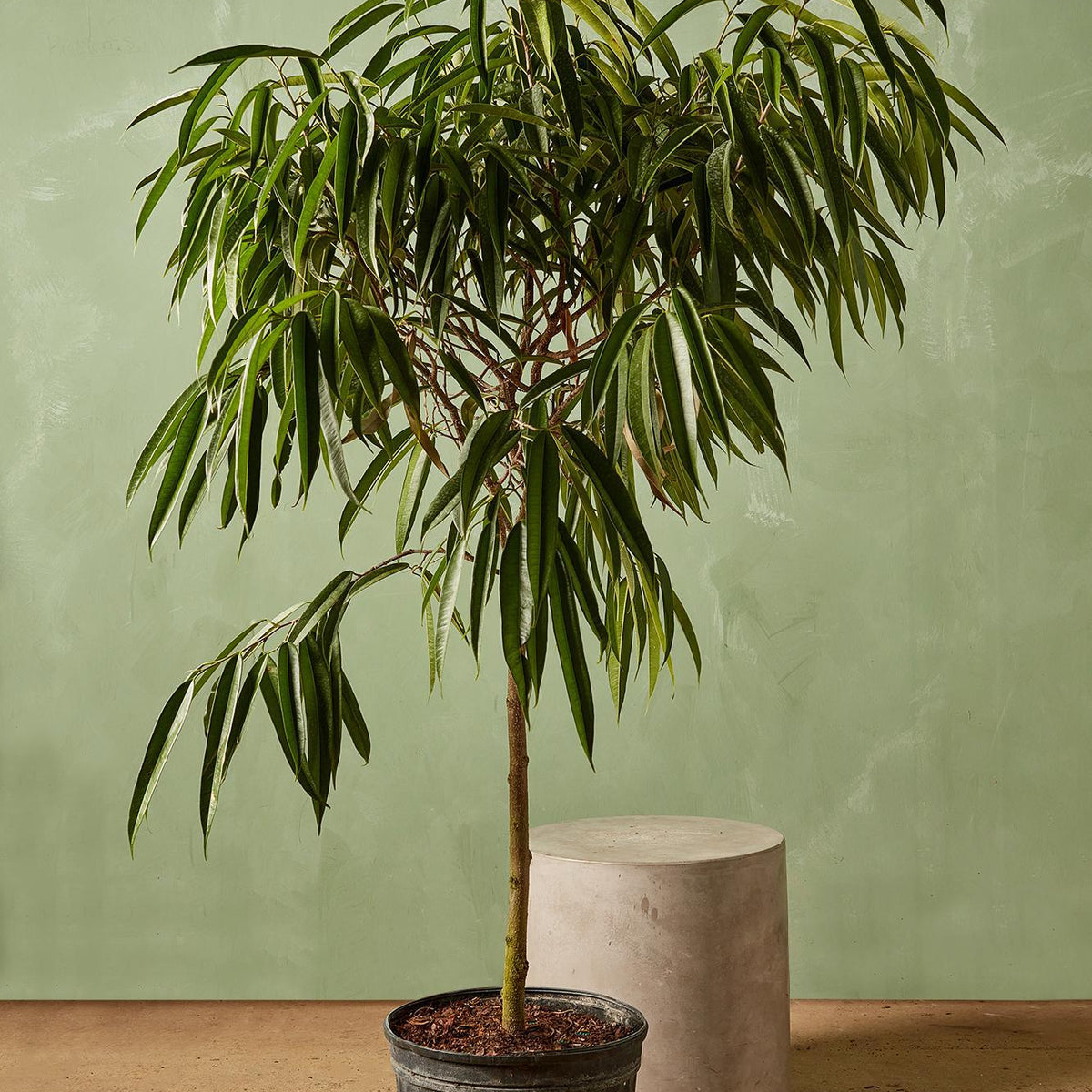 Ficus 'Alii'