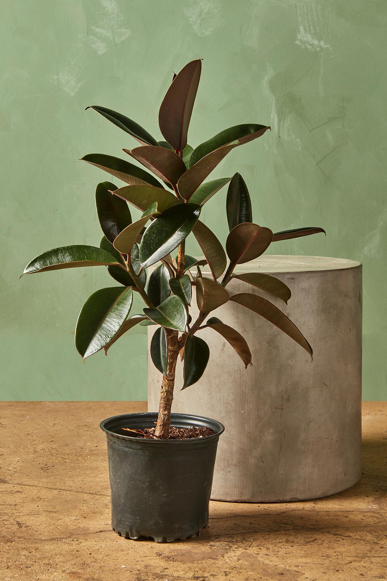Rubber Plant 'Burgundy'