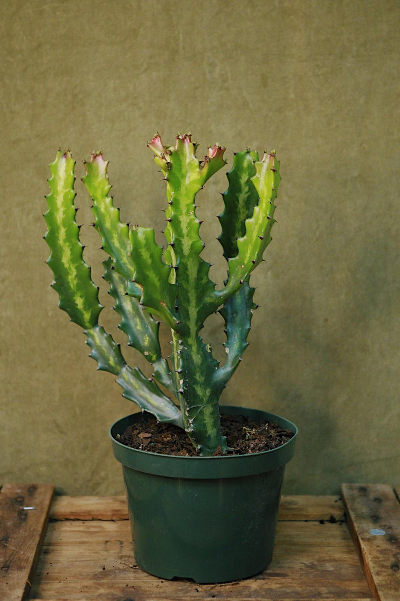 dragon bones succulent Dragon Bones