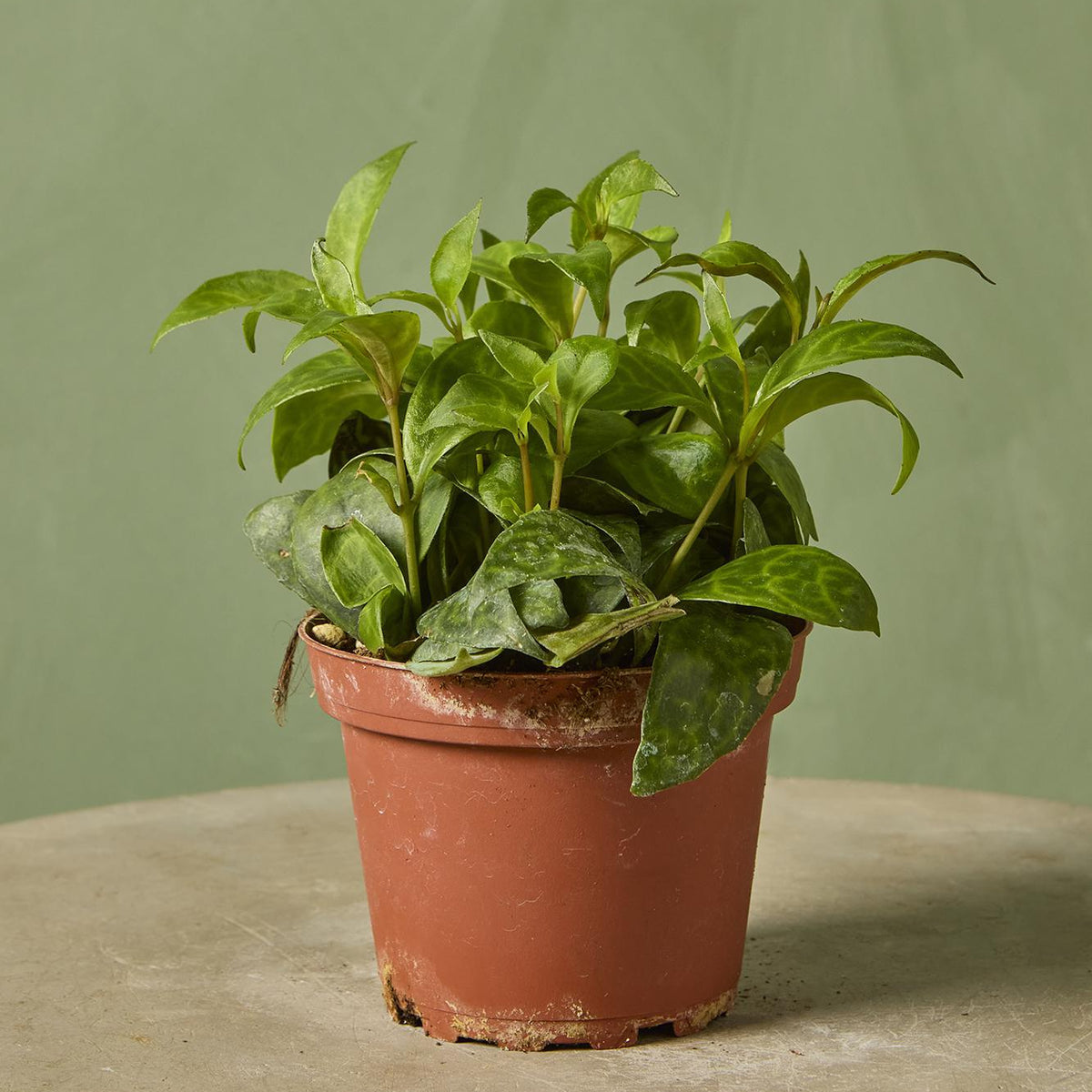 lipstick indoor plant Black Pagoda Lipstick Plant