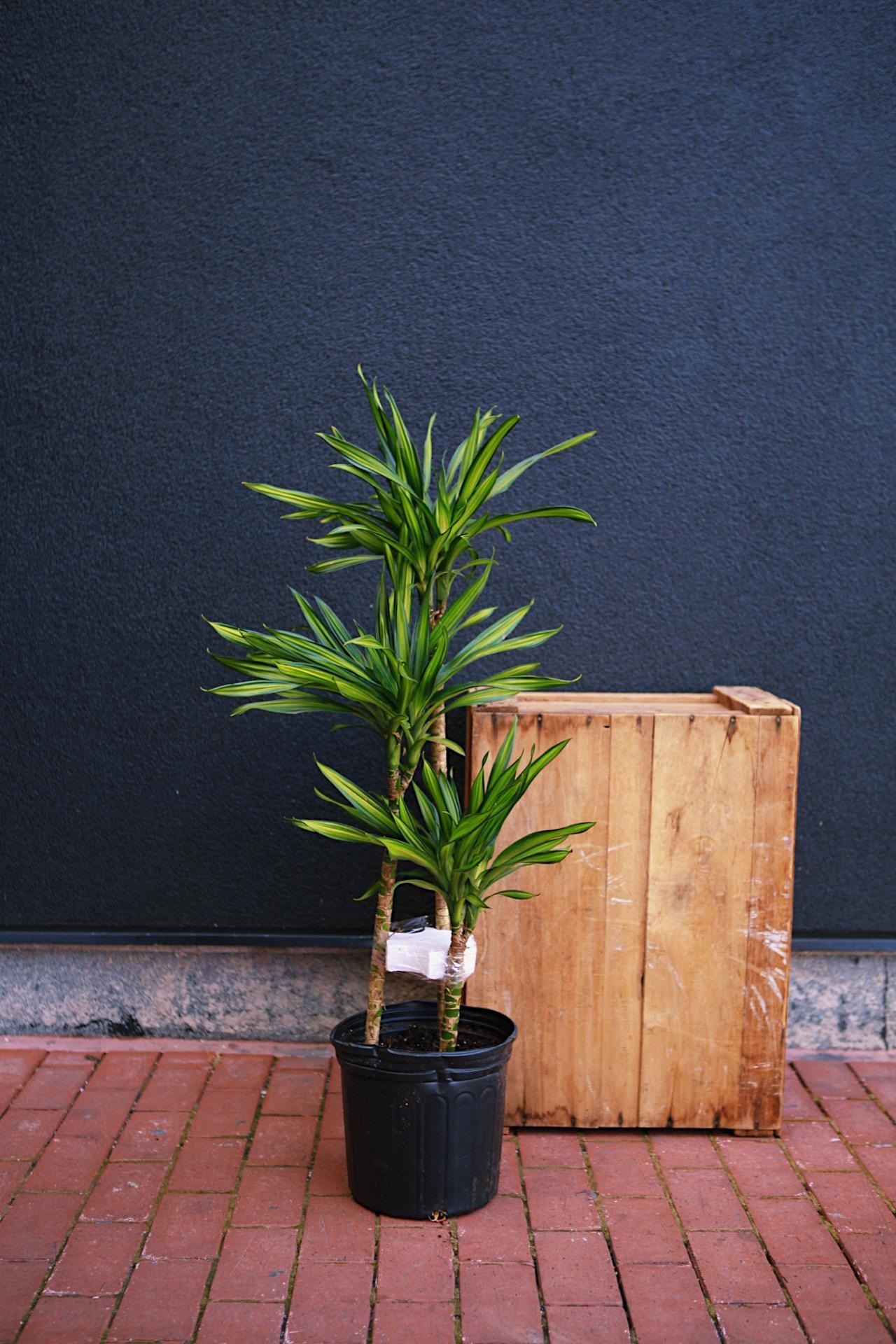 yoi iniki DRACAENA K18YG 【公式通販】
