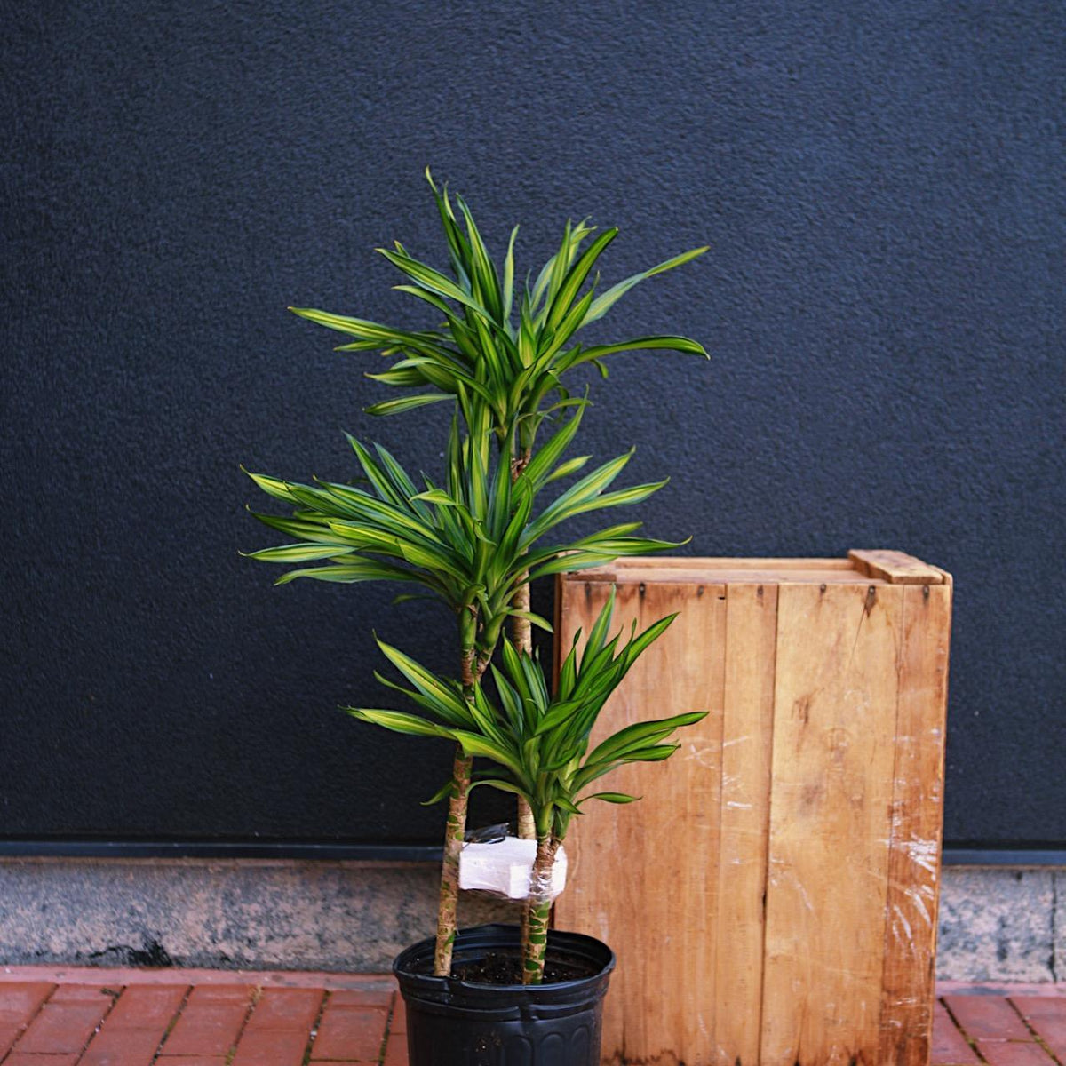 rovawee dracaena Dracaena 'Rikki'