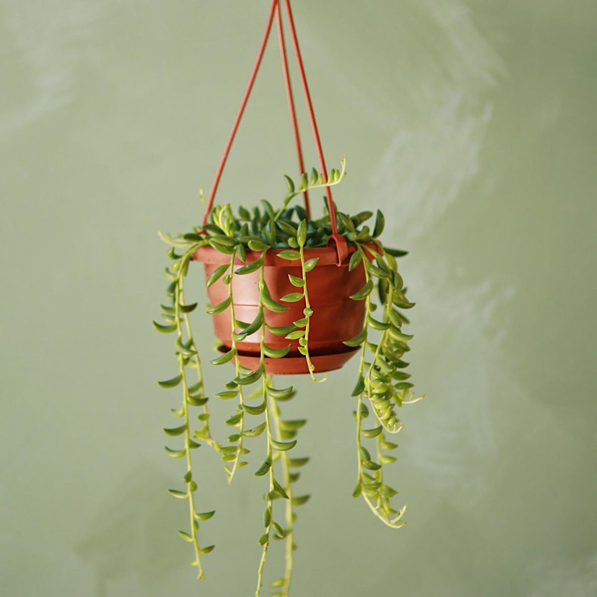 String of Bananas 6