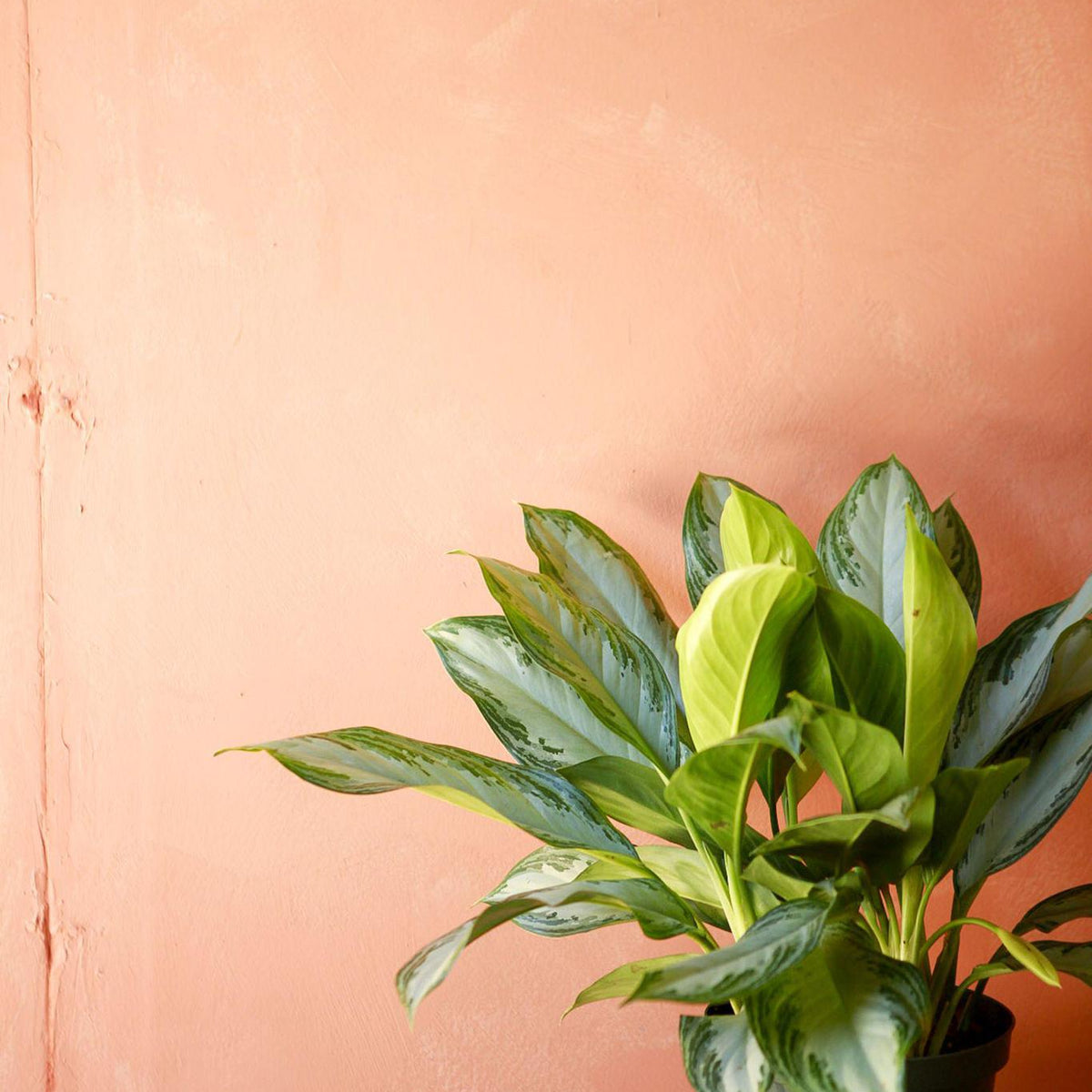 aglaonema nitidum silver bay Aglaonema 'Silver Bay' 10"