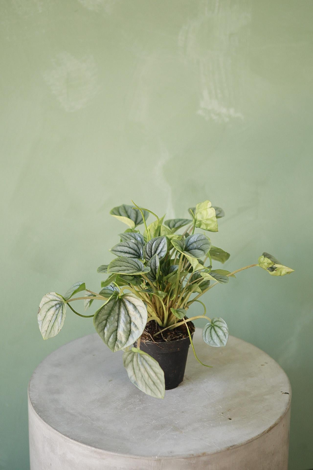 Peperomia 'Frost'