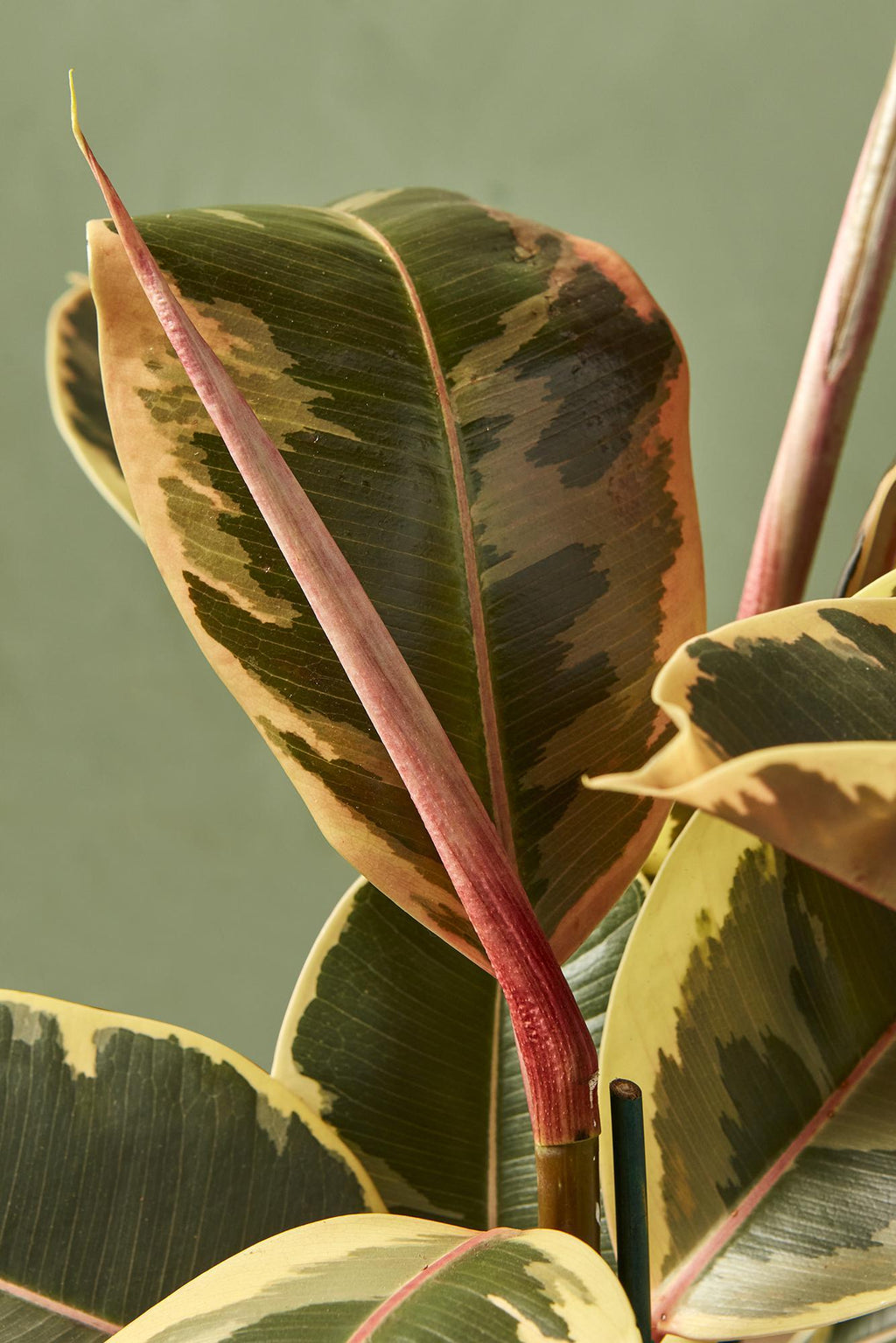faux variegated rubber tree Variegated Rubber Plant
