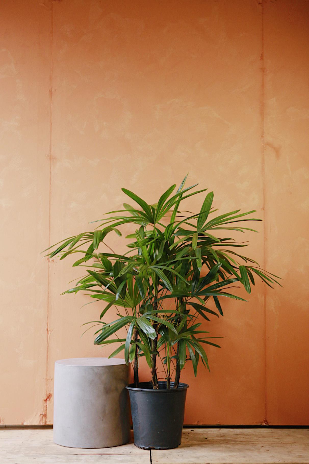 Lady Palm