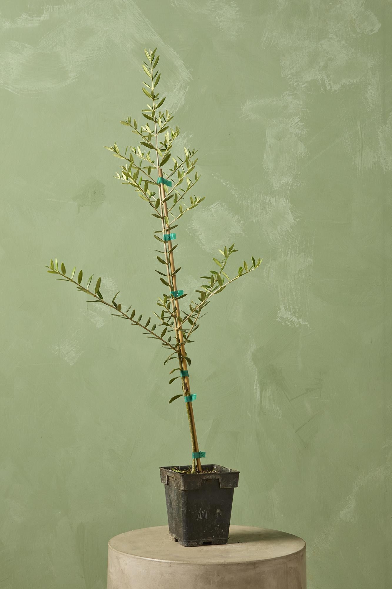 Olive Tree