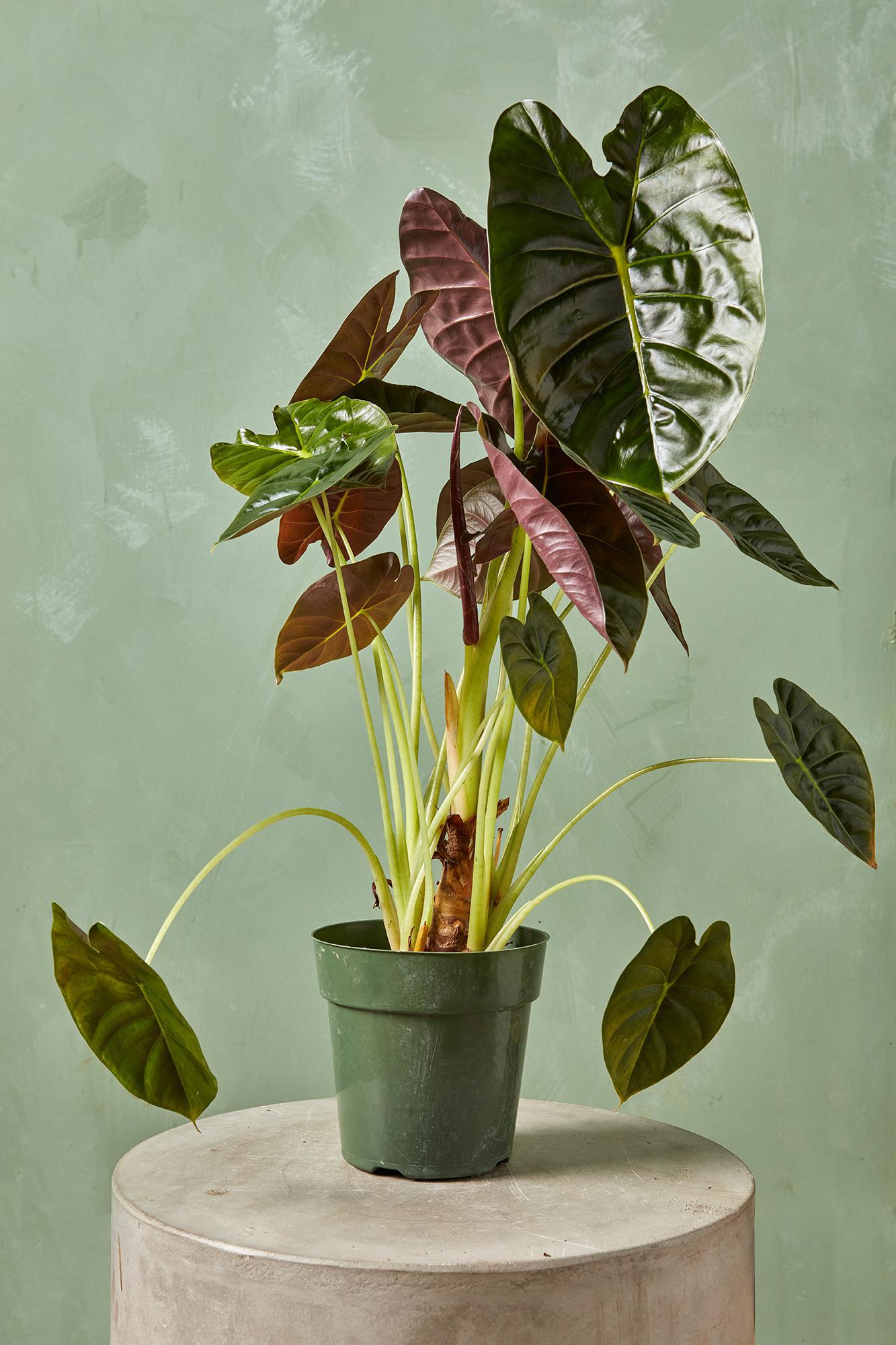 Alocasia 'Golden Bone'