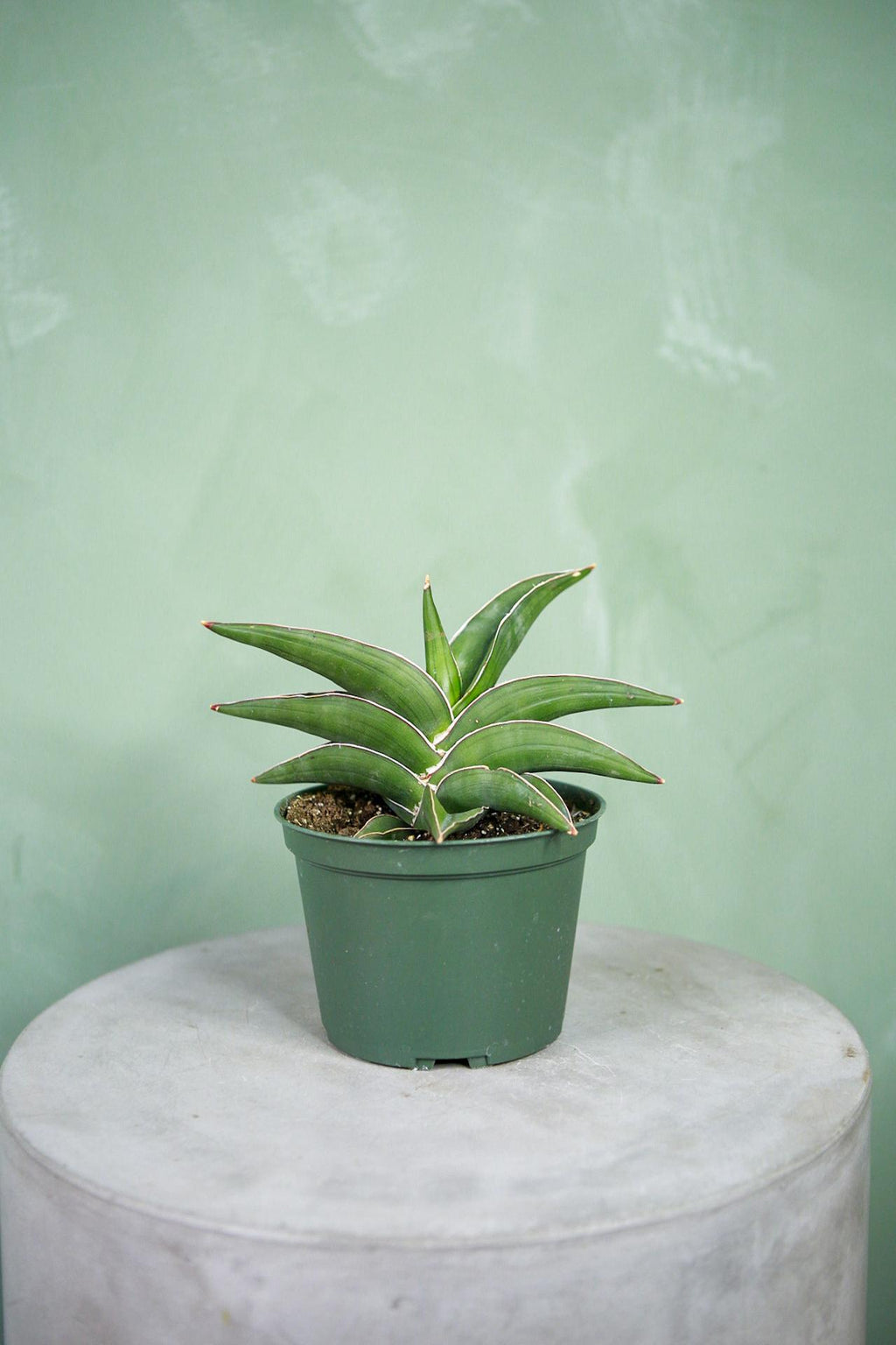 sansevieria samurai salaf Snake Plant 'Samurai'