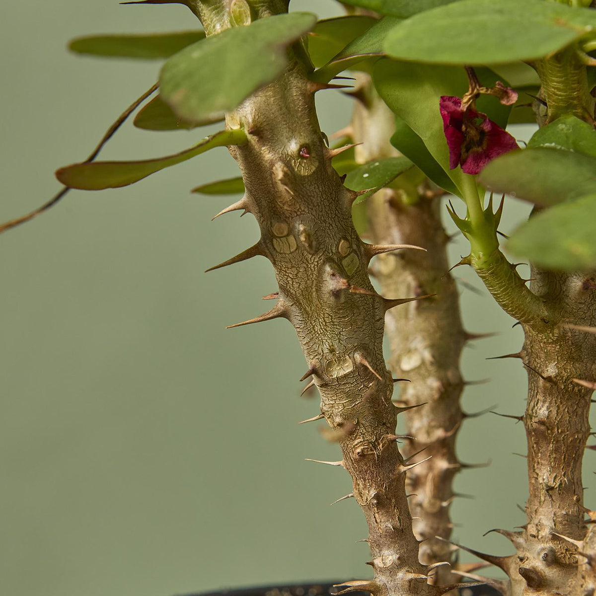 succulent thorns Crown of Thorns