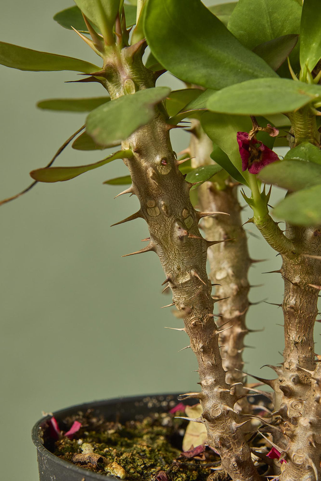 crown of thorns plant indoors Crown of Thorns