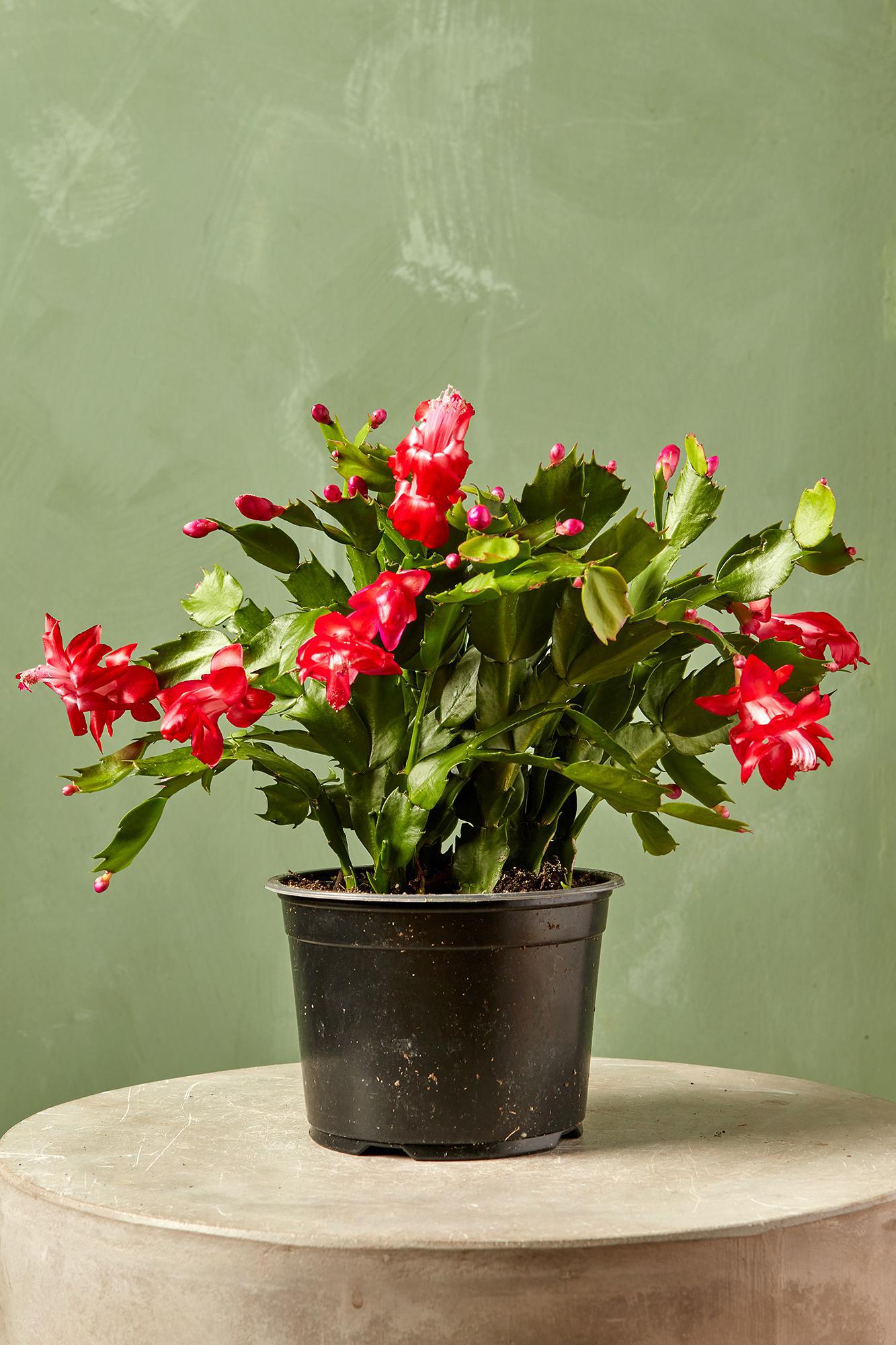 Christmas Cactus