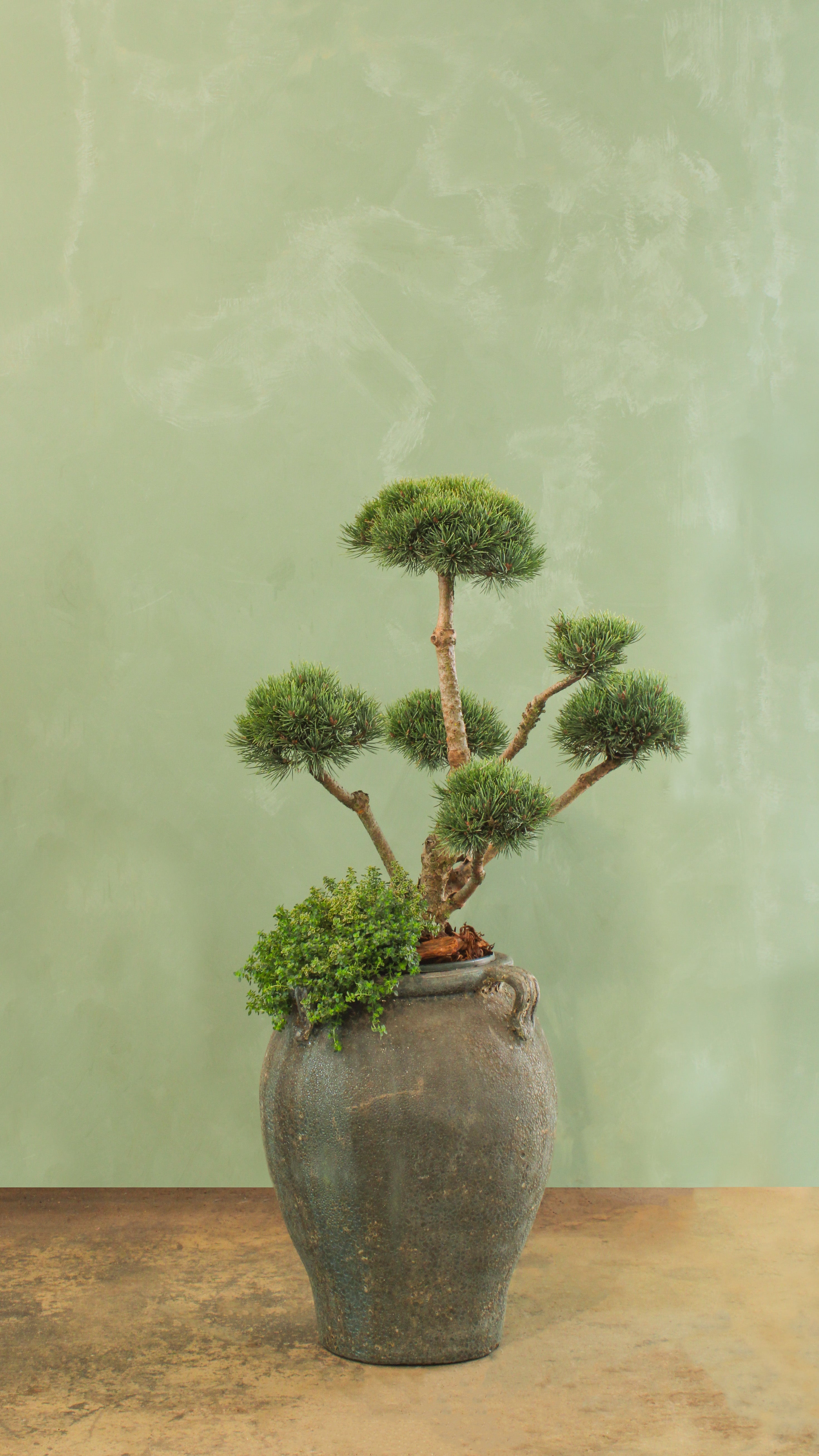 Dwarf Scotch Pine