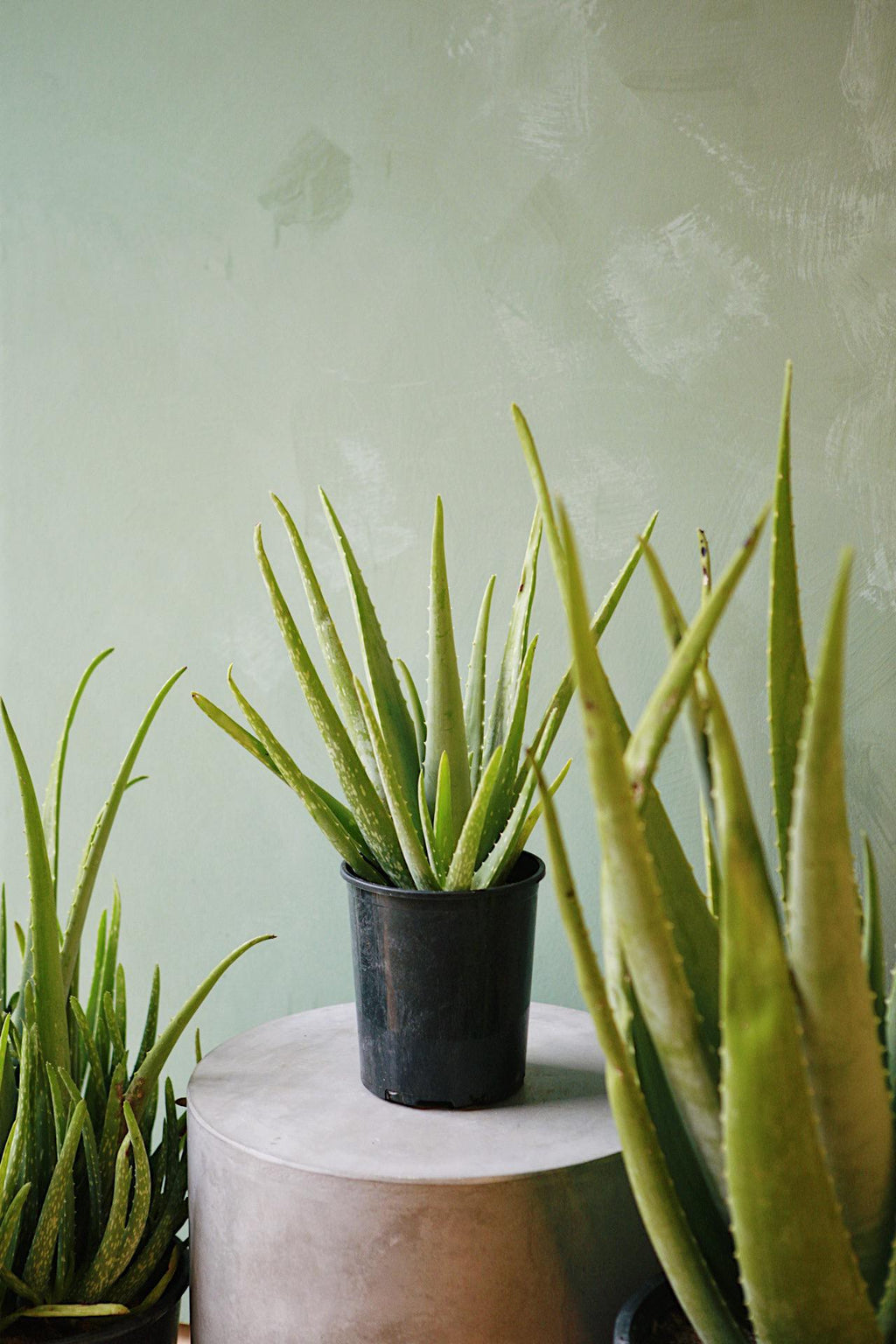 Aloe vera 5g