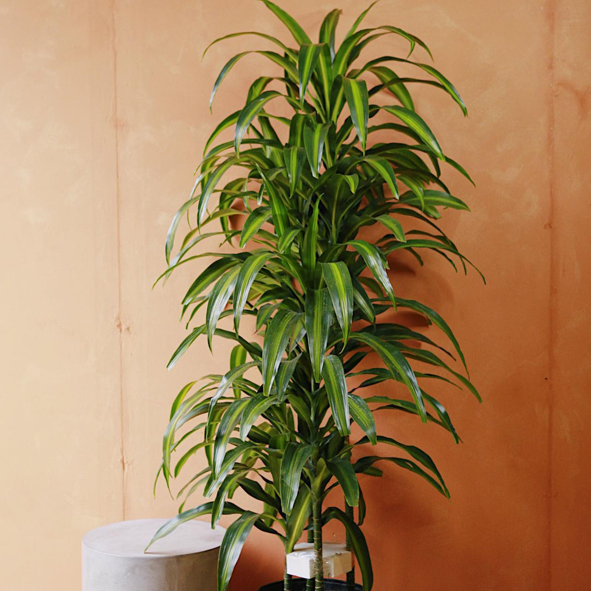 Dracaena 'Hawaiian Sunshine'