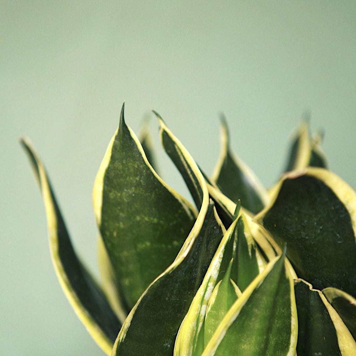 Snake Plant 