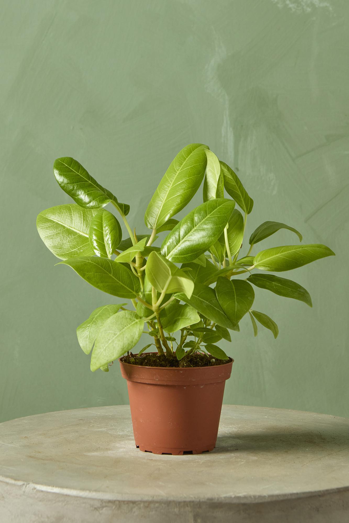 7-10FT Ficus 'Altissima'| Pick the exact one over video call