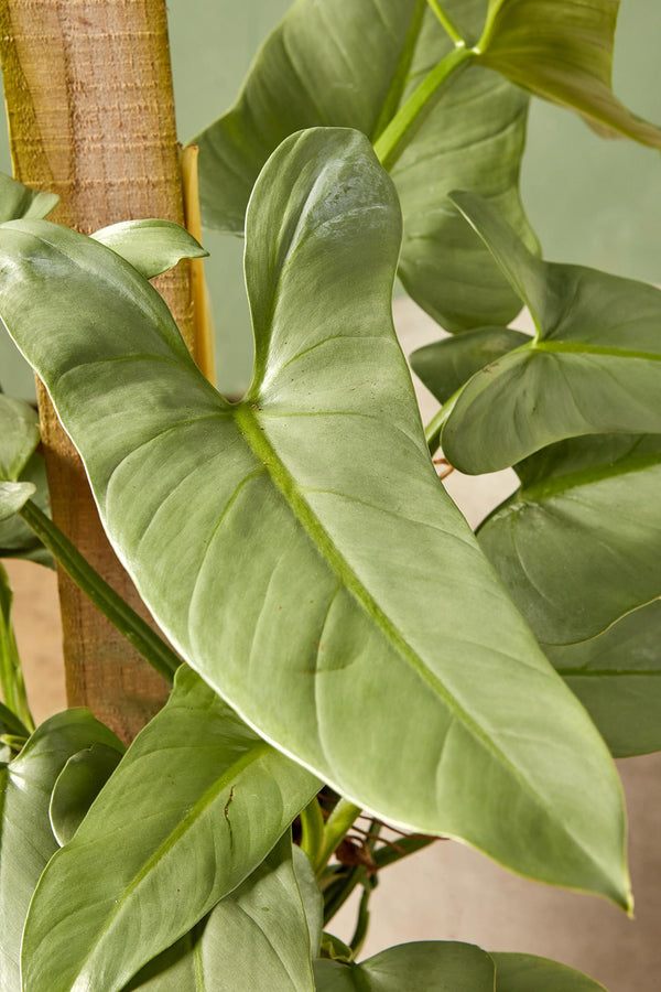 Philodendron 'Silver Sword'