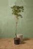 Olive Tree