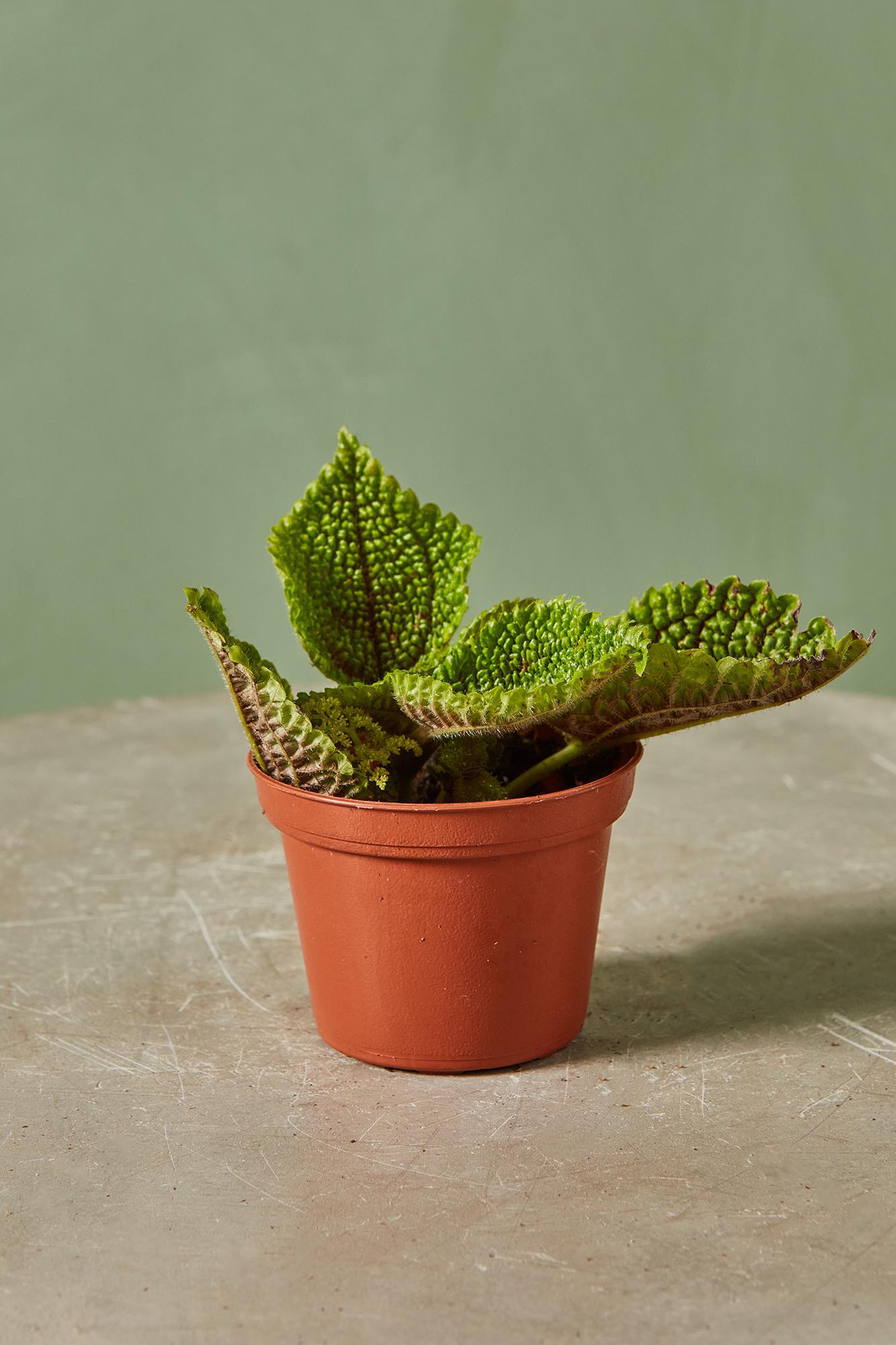 Pilea 'Moon Valley'