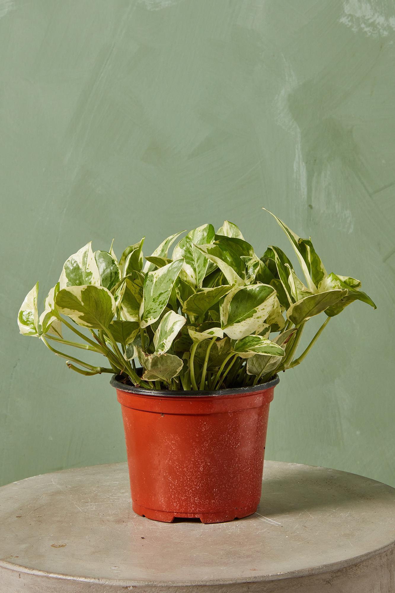 'Pearls & Jade' Pothos