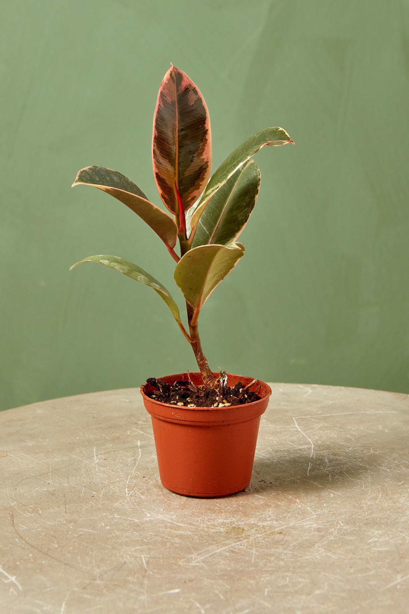 Variegated Rubber Plant