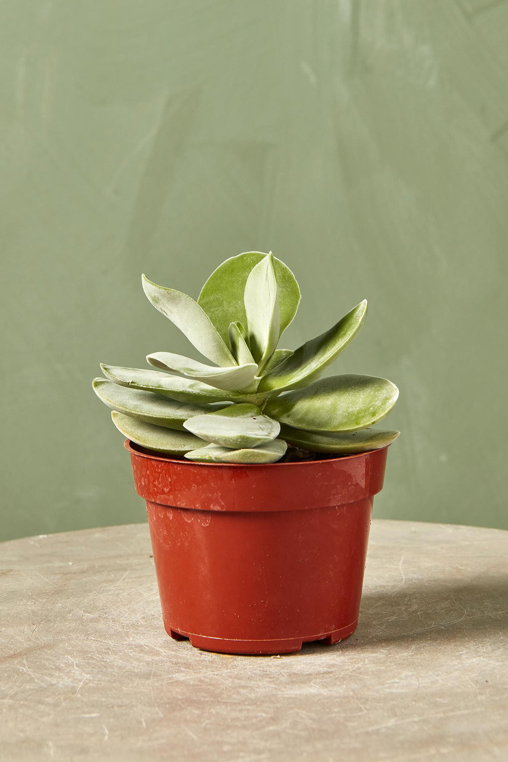 crassula dubia succulent Crassula 'Dubia'