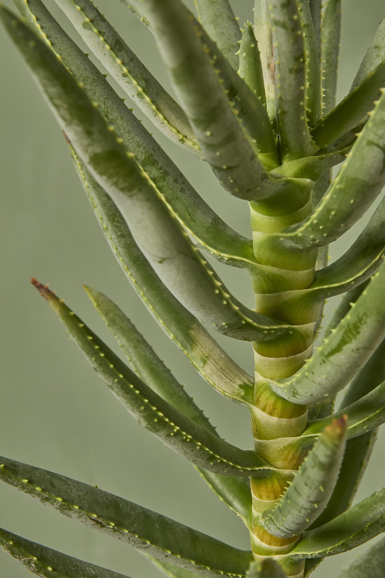Aloe Quiver Tree