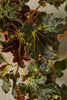 Rex Begonia 'Evy'