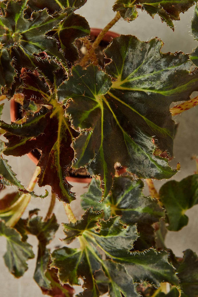 Rex Begonia 'Evy'