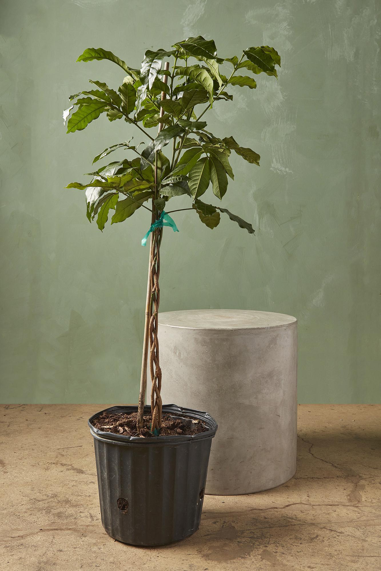 Natal Mahogany