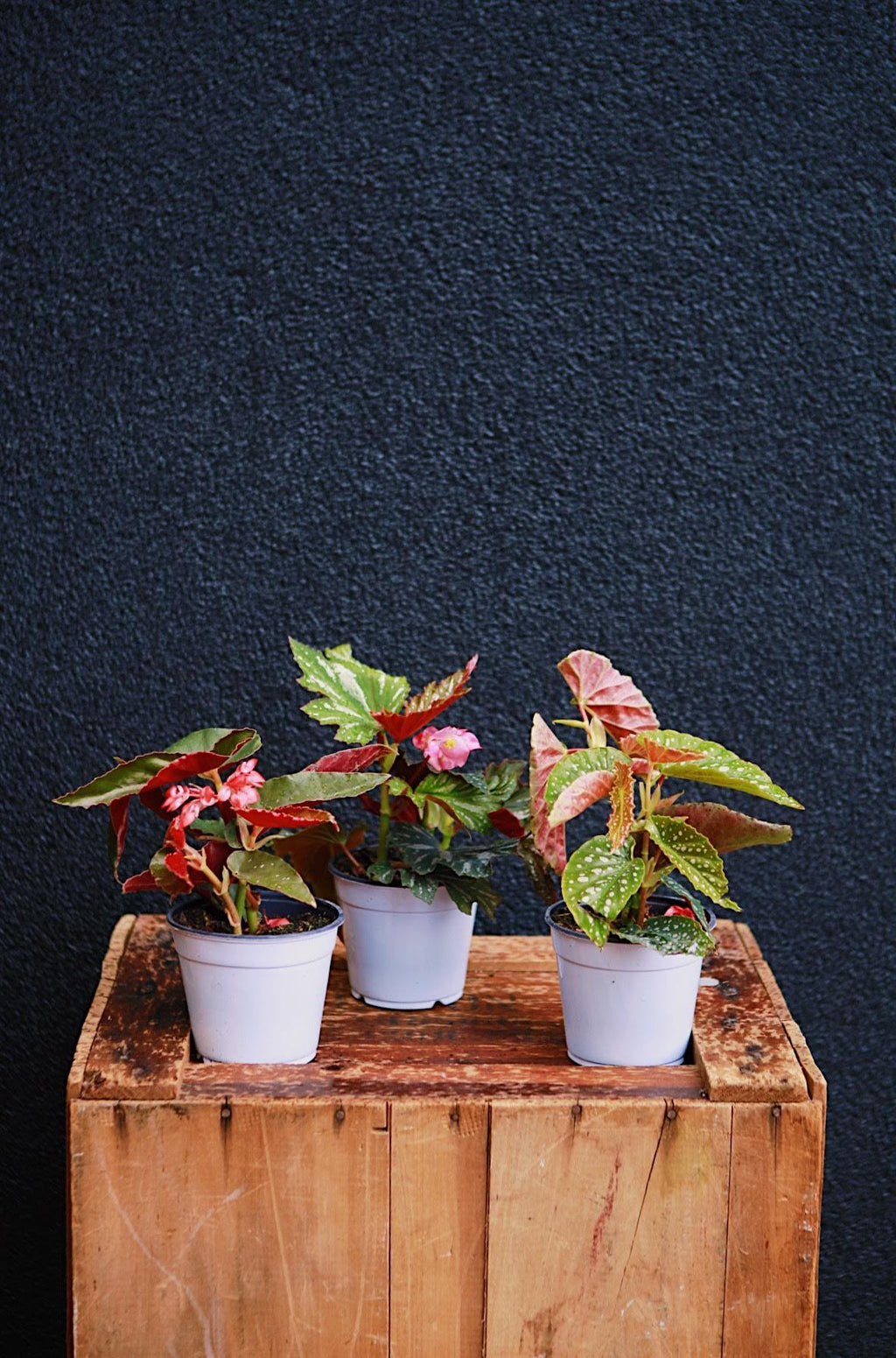 angel wing begonia indoor plant Angel Wing Begonia