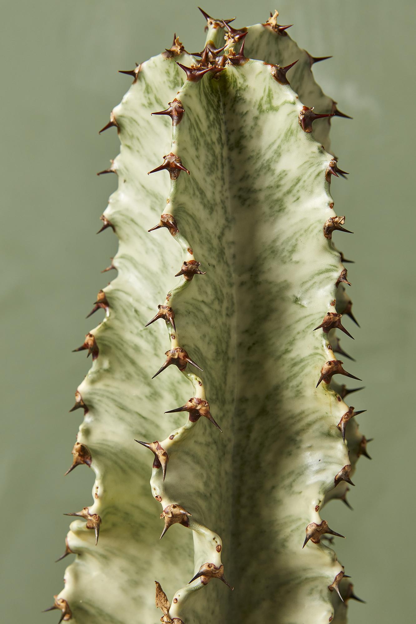 Variegated Euphorbia Ammak