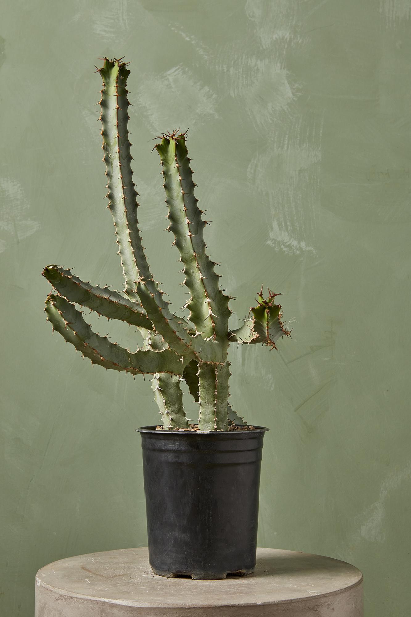 Blue Euphorbia
