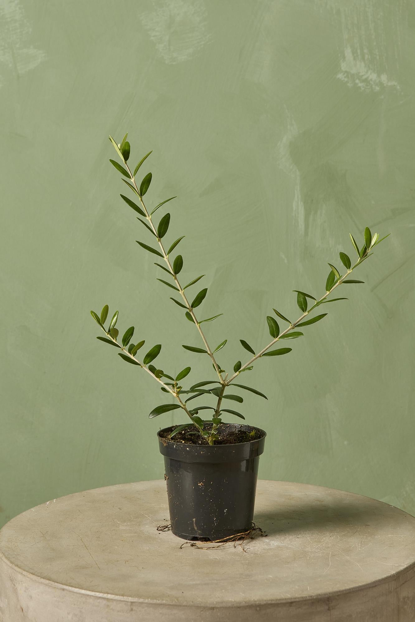 Olive Tree