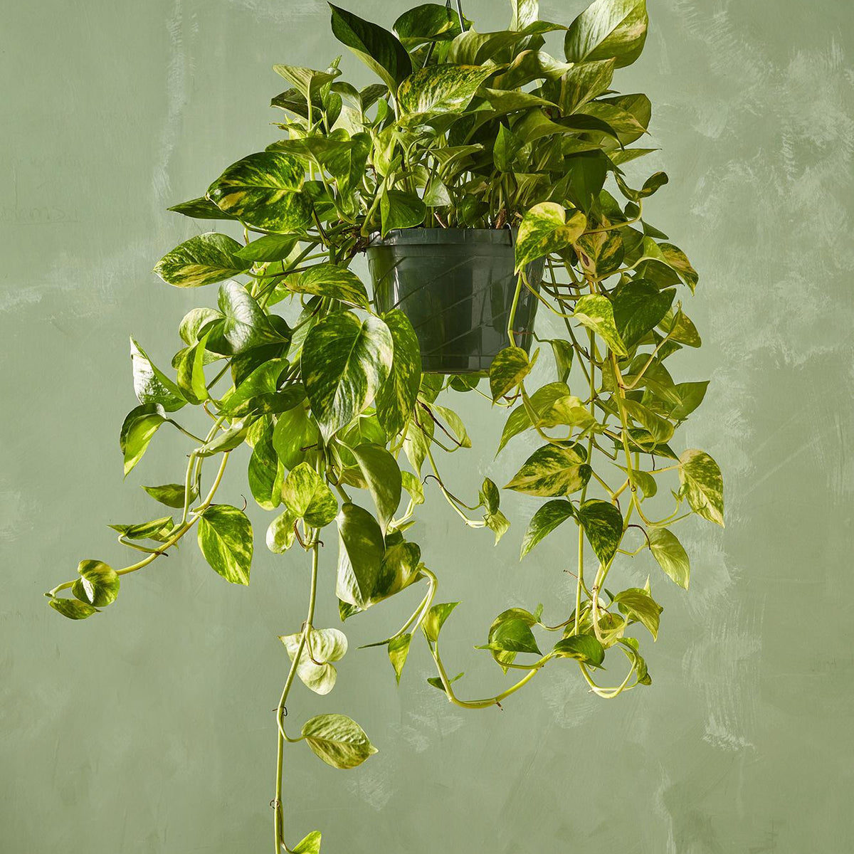 pothos doré Golden Pothos